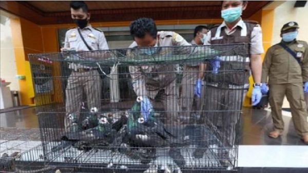 Petugas Gagalkan Penyelundupan 633 Ekor Burung Asal Makassar