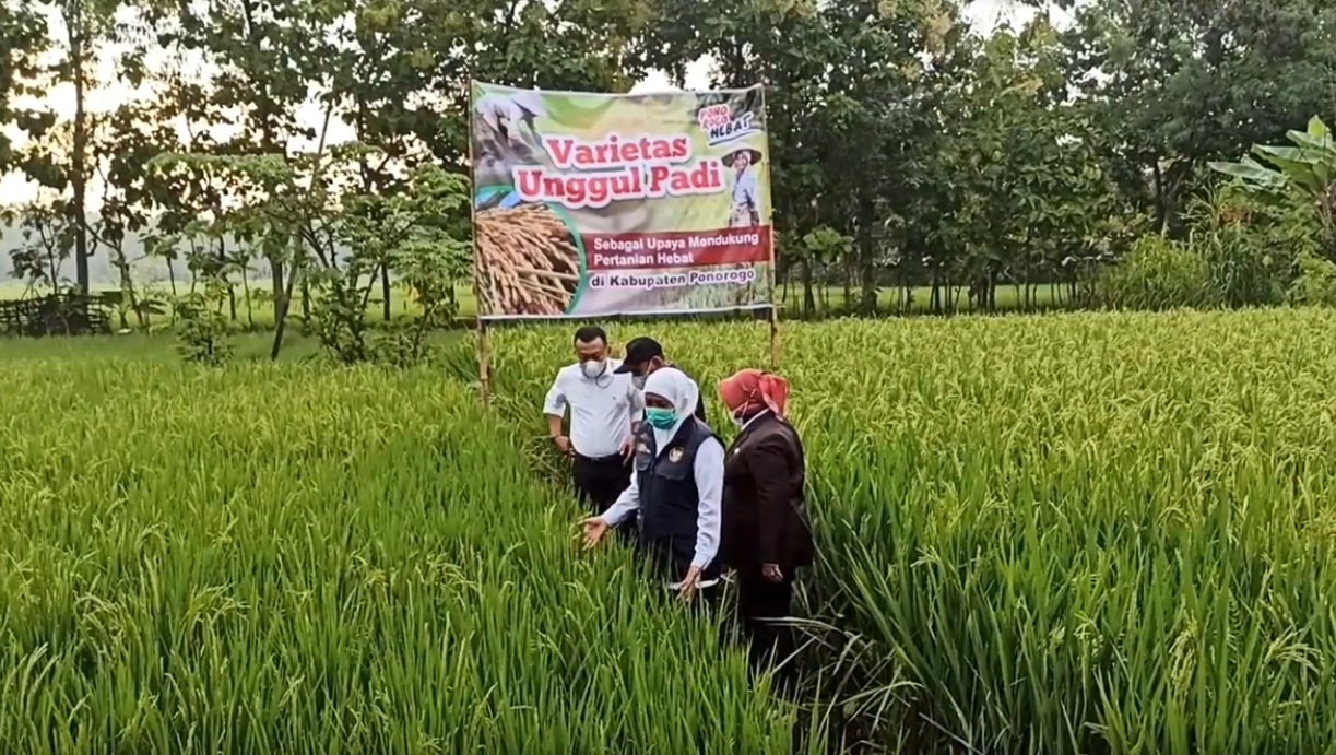 Gubernur Jatim, Khofifah Indar Parawansa saat menghadiri peluncuran varietas padi KIP di Ponorogo. (metrotv)