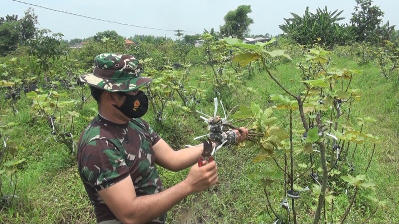 Koptu I Wayan mencontohkan cara mencangkok batang pohon tin (Foto / Metro TV)