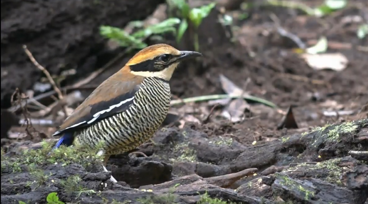Burung paok pancawarna salah satu gurung endemik pegunungan Ijen yang paling sulit dibadikan lantaran sangat sensitif (Foto / Metro TV)