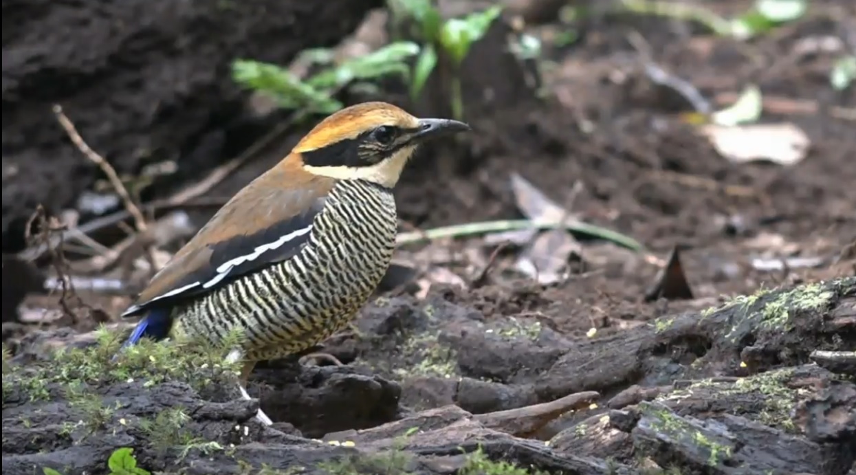 Tantangan Membidik Burung Endemik Lereng Ijen