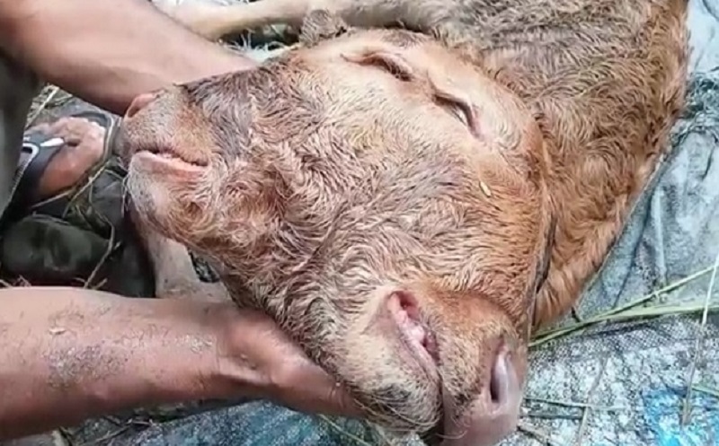 Anak sapi milik Heri heboh di jagad maya lantaran memiliki dua kepala (Foto / Metro TV)