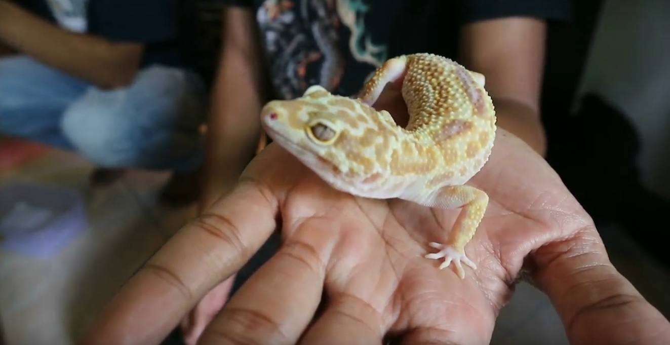 Salah satu indukan gecko yang dimiliki oleh Jhossie (Foto/ Metro TV)