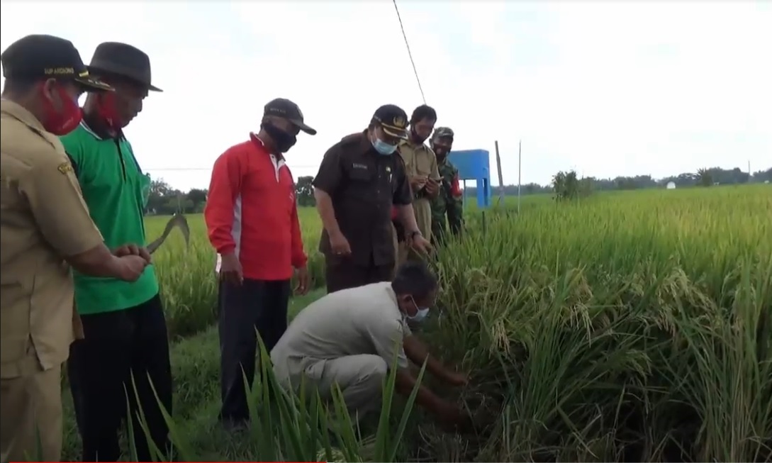 Wakil Bupati Ngawi, Dwi Rianto Jatmiko mendatangi lKelompok Tani Ngudi Barokah. (metrotv)