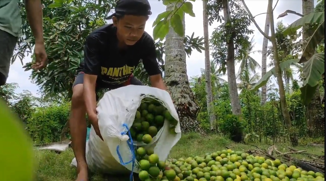 Petani membuang jeruk mereka di pekarangan rumah karena tak laku dijual (Foto / Metro TV)