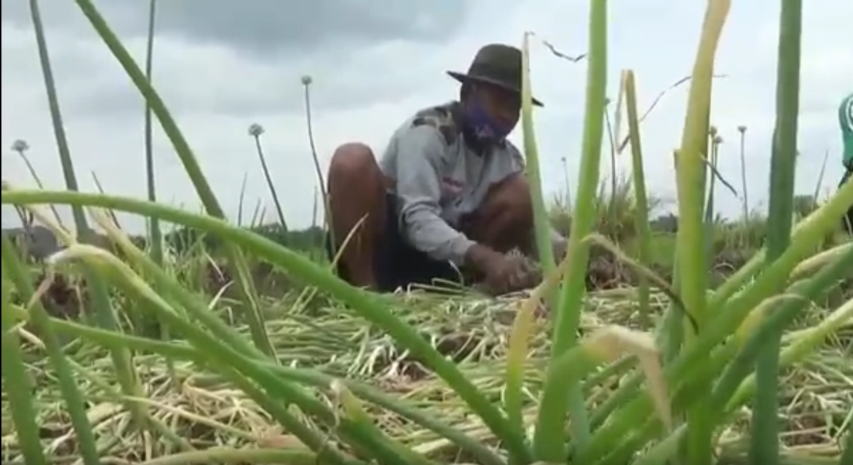 Petani bawang merah di Lamongan tetap  panen melimpah di musim penghujan. (metrotv)