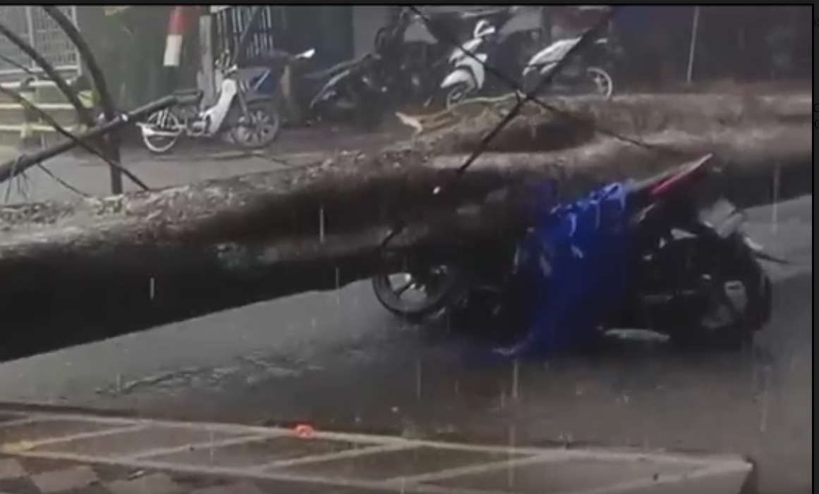 Brukk...Pohon Tumbang Timpa Pengendara Motor