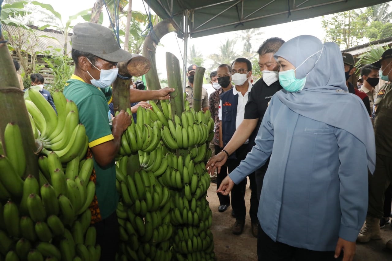  Gubernur Jatim Khofifah Indar Parawansa melihat hasil kebun pisang di Desa Srimulyo, Kecamatan Dampit, Malang (Foto / Metro TV)