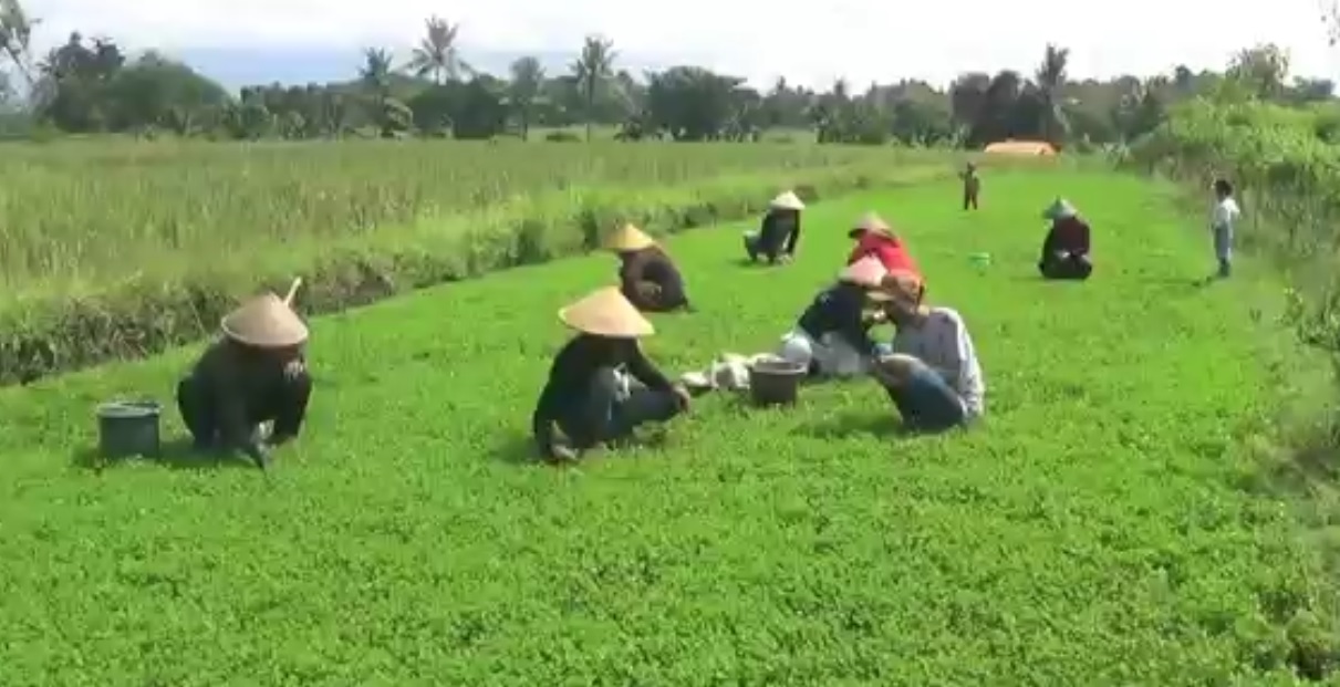 Sejumlah petani di Desa Aliyan sibuk memanen daun semanggi untuk memenuhi permintaan di Banyuwangi (Foto / Metro TV)