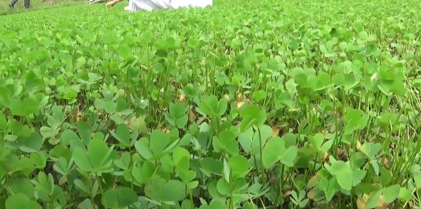 Daun semanggi siap depanen petani (Foto / Metro TV)