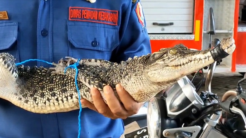 Buaya di Sawah Gegerkan Warga Bojonegoro