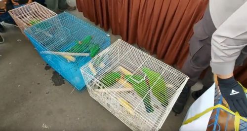 Sejumlah satwa langka mulai dari lutung jawa hingga jenis burung dilindungi diamankan Polres Pasuruan (Foto / Metro TV)