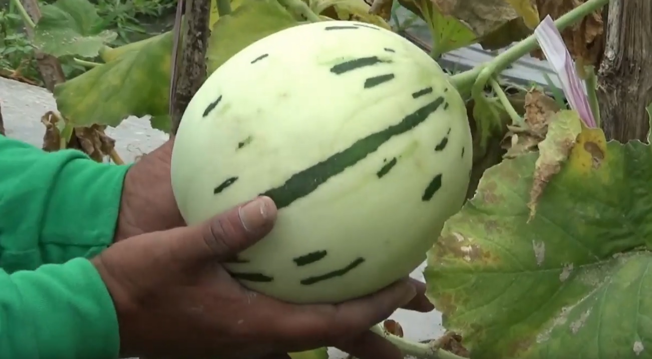 Melon dalmatian ini banyak dinikmkati lantaran rasanya yang segar dan manis (Foto / Metro TV)