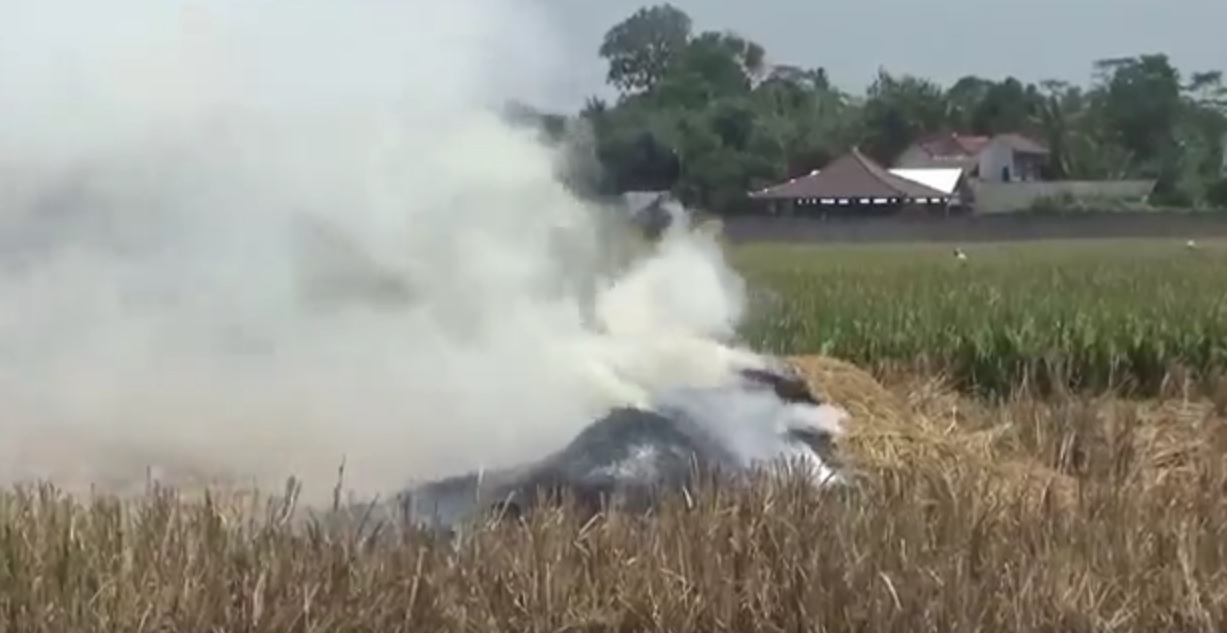 Padi yang dipastikan gagal panen akibat wereng dibakar begitu saja oleh petani  (Foto / Metro TV)