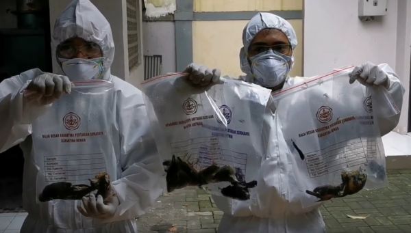 Terpapar Virus Flu Burung, 156 Ekor Burung Asal Ende dan Telur Asin Taiwan Dimusnahkan