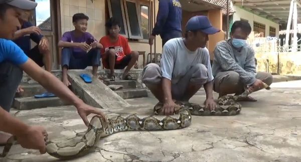 Ular Piton Sepanjang 4 Meter Gegerkan Warga Jombang