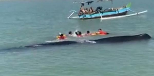 Paus Sepanjang 15 Meter Terdampar di Tuban