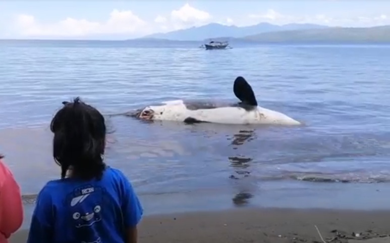 Bangkai paus jenis orca jadi tontonan warga sekitar Pantai Bangsring, Banyuwangi. (metrotv)