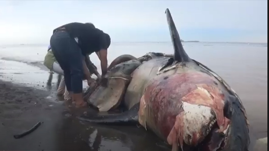 Tim Kedokteran Unair membedah perut bangkai paus orca yang terdampar di Pantai Bangsring. (metrotv)