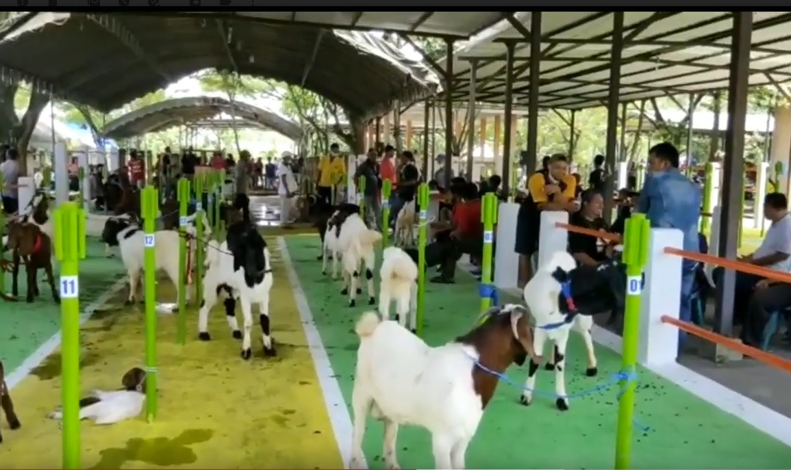 Kontes Kambing Dibubarkan