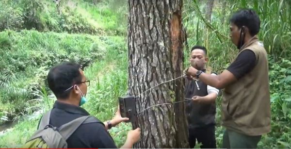 BKSDA Blitar Tarik Sebagian Kamera Pengintai Harimau Jawa