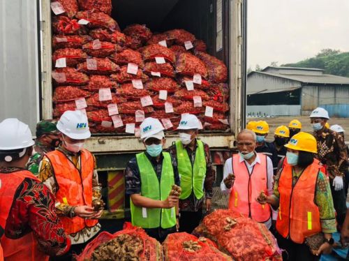 Jahe impor dari India dimusnahkan di Mojokerto. (Foto / Metro TV)