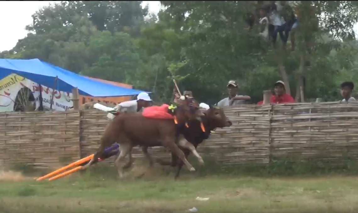 Ajang karapan sapi kembali digelar setelah setahun lebih terhenti akibat pendemi covid-19. (ft/metrotv)