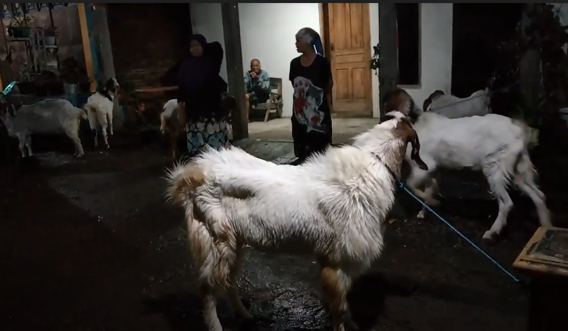 Sejumlah warga membawa hewan ternaknya ke tempat lebih aman dari terjangan banjir. (metrotv)