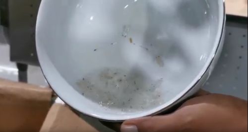 Ribuan baby lobster diamankan petugas Bea Cukai Juanda setelah gagal diselundupkan ke Batam (Foto / Metro TV)