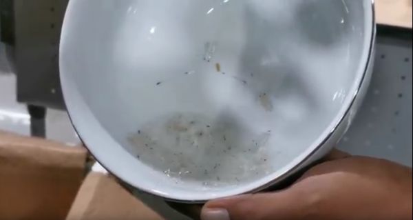 Penyelundupan 80 Ribu Baby Lobster Melalui Bandara Juanda Digagalkan