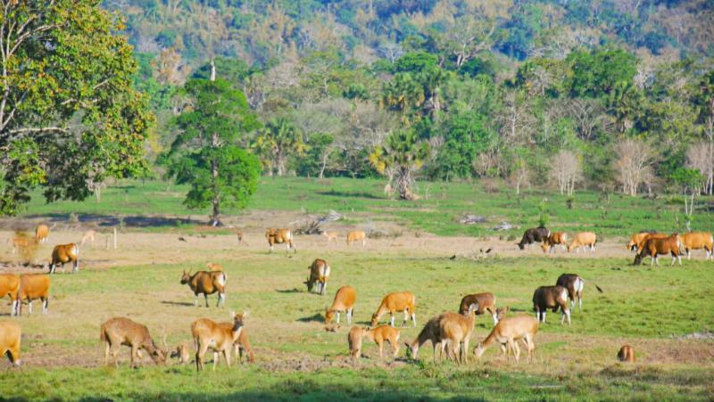 5 Keindahan di Balik Cerita Seram Alas Purwo