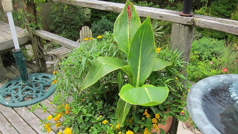 Surabaya Panas, Ini 5 Tanaman Pisang Hias Bikin Rumah Adem