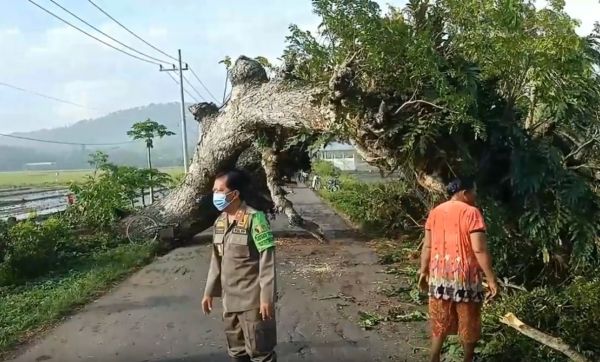 Mendadak, Pohon Raksasa Tumbang di Trenggalek