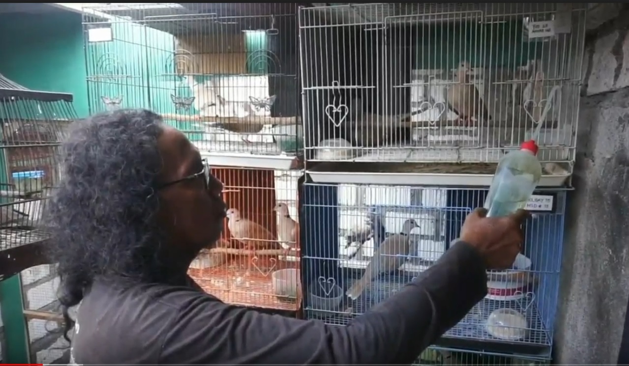 Arif Ridwan memberi makan burung ternaknya. (metrotv)
