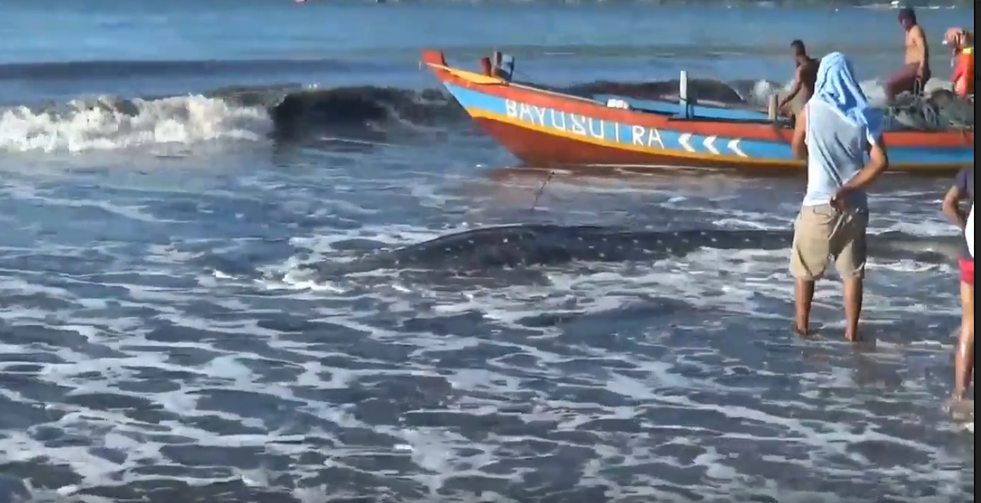 Paus terdampar di pantai Bayem, Banyuwangi mati setelah gagal ditarik ke tengah (Foto / Metro TV)