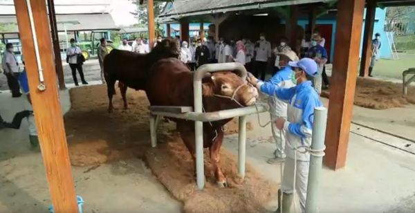 Mentan : Inseminasi Buatan Singosari Hasilkan 4 juta Bibit Unggul Sapi per Tahun