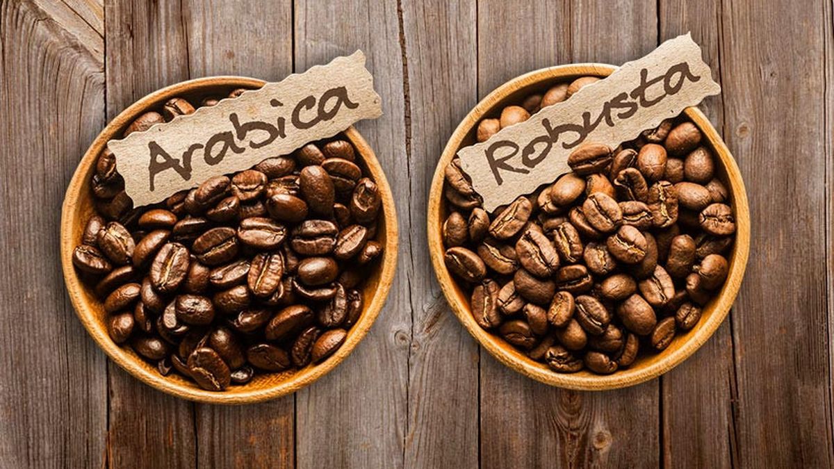 Perbedaan arabica dan robusta (Foto / Istimewa)