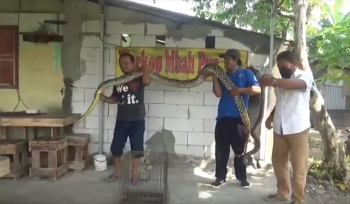 Dua ular piton ditangkap darga di Desa Gelam, Kecamatan Candi, Kabupaten Sidoarjo. (metrotv)