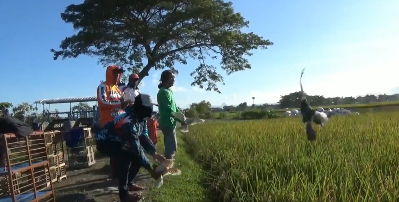 Bermain merpati balap sambil menunggu berbuka puasa (Foto / Metro TV)