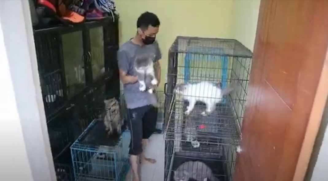  Jasa penitipan kucing di Kota Malang mengalami peningkatan omzet selama lebaran. (metrotv)