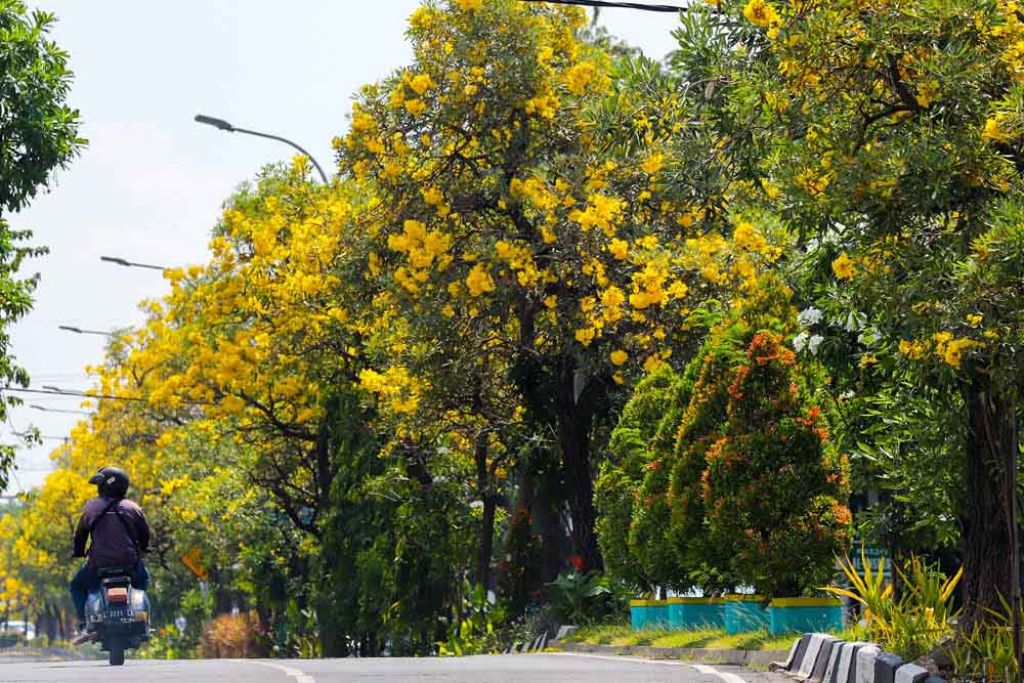 Menikmati suasana Surabaya dengan mekarnya bunga Tabebuya di sepanjang jalan protokol (Foto / Istimewa)