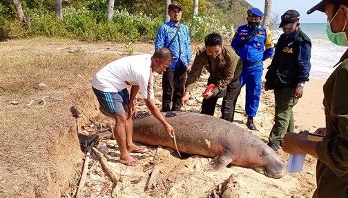 Heboh! Dugong Terdampar di Bawean, Taring Hilang, Ada Dua Luka Tembak