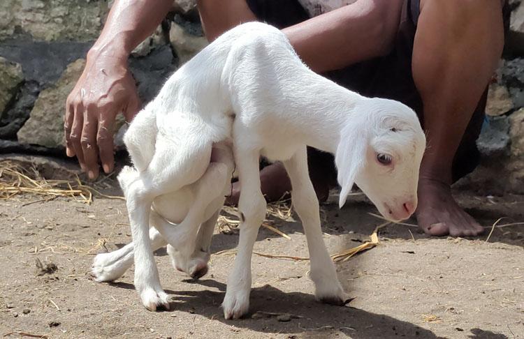 Berkaki 7 dan Berkelamin 2, Anak Kambing Kulon Progo Ini Viral