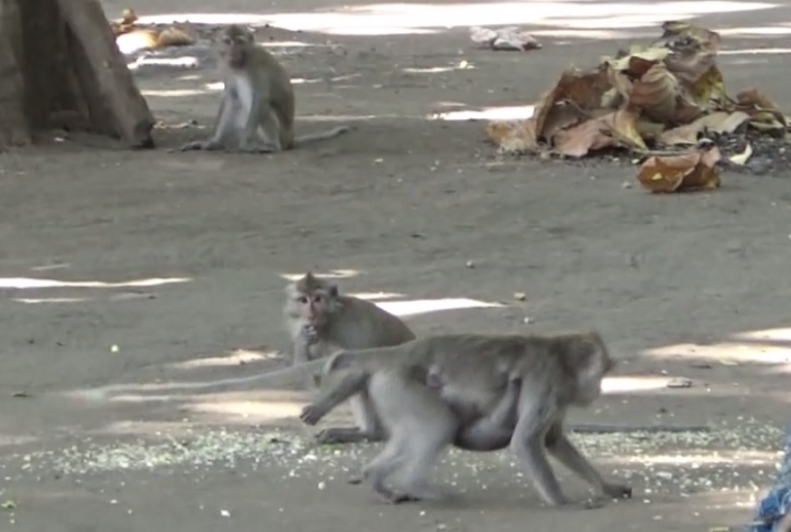 Kawanan kera menyerbu warung makanan di sekitar lokasi wisata Pasir Putih Sitobondo. (metrotv)