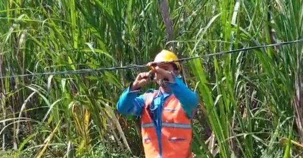 Pangkas Dahan Pohon, Pria di Blitar Tewas Tersetrum