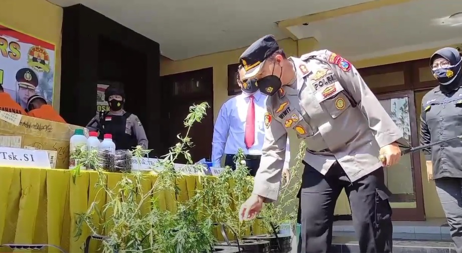 Tanam Ganja Hidroponik, Empat Warga Pacitan Diringkus