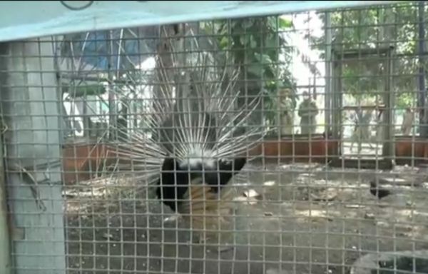 Viral Burung Merak Bulu Rusak di Alun-alun Lamongan, Sedang Birahi!