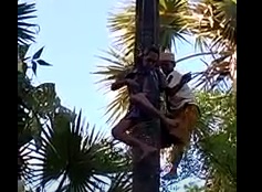 Kakek di Sumenep Meninggal di Atas Pohon Siwalan
