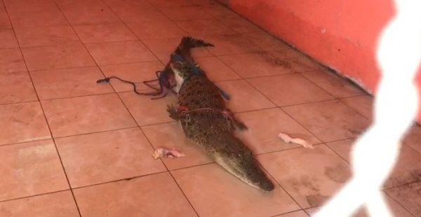Buaya Sungai Sadar Mojokerto Ditangani BKSDA
