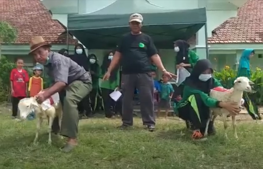 Lomba adu balap kambing  'Embek Cup'  digelar di Gresik, Jawa Timur. 